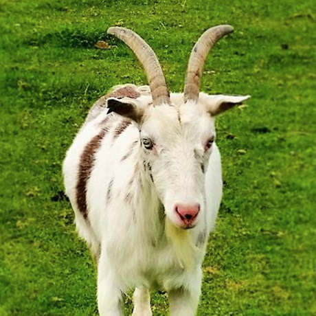Bucks Goat
